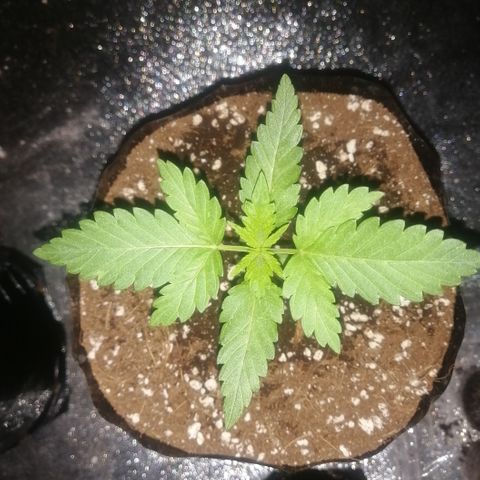 OG1 growlog timeline photo