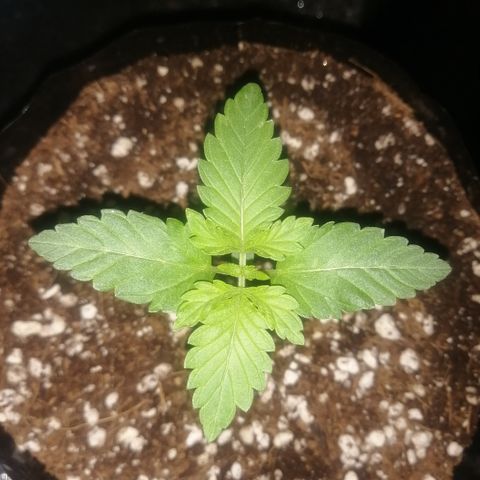 OG1 growlog timeline photo