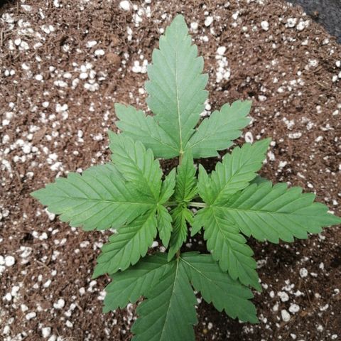 OG1 growlog timeline photo