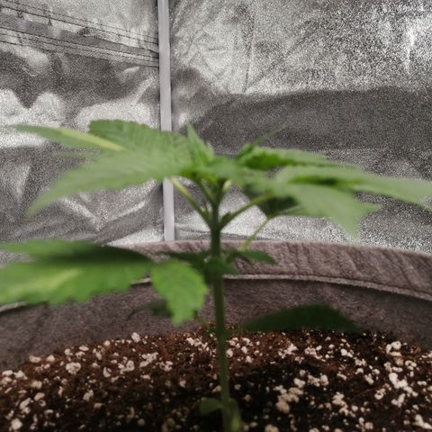 OG1 growlog timeline photo
