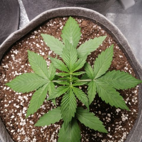 OG1 growlog timeline photo