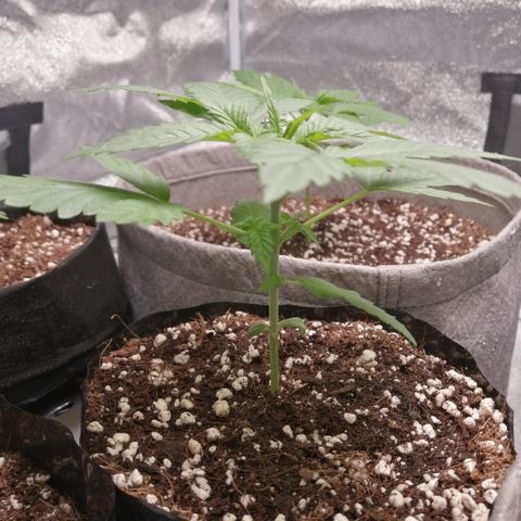 OG1 growlog timeline photo