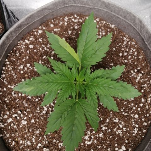 OG1 growlog timeline photo