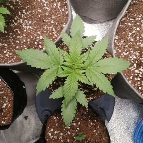 OG1 growlog timeline photo