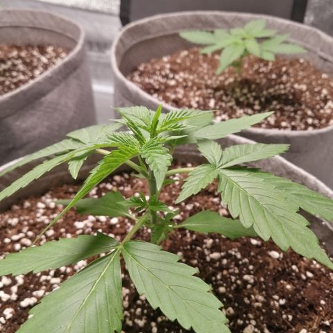 OG1 growlog timeline photo