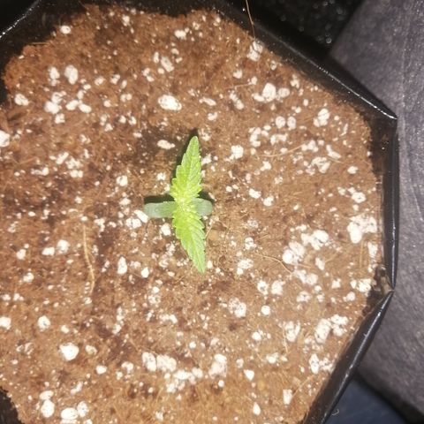 OG1 growlog photo: Looking very steady with Humidity and Temperature 