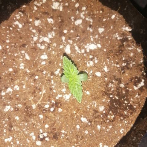 OG1 growlog photo: Looking very steady with Humidity and Temperature 