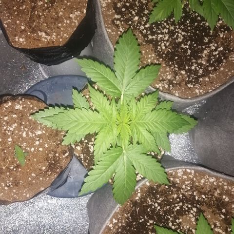 OG1 growlog photo: Looking very steady with Humidity and Temperature 