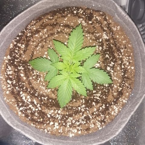 OG1 growlog photo: Looking very steady with Humidity and Temperature 