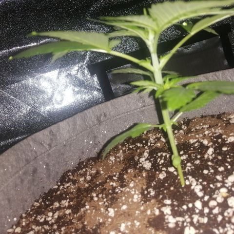 OG1 growlog photo: Looking very steady with Humidity and Temperature 