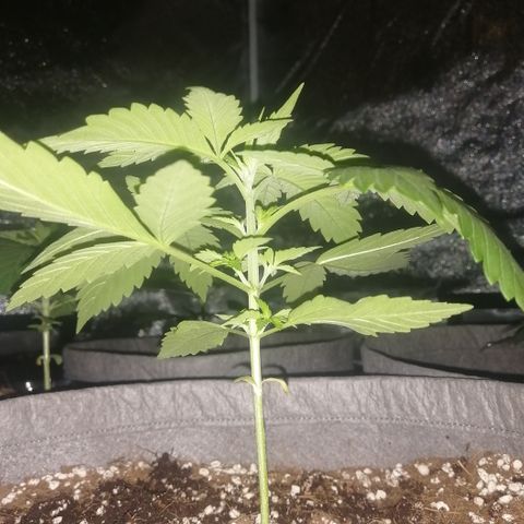 OG1 growlog photo: Looking very steady with Humidity and Temperature 