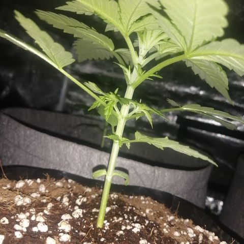 OG1 growlog photo: Looking very steady with Humidity and Temperature 