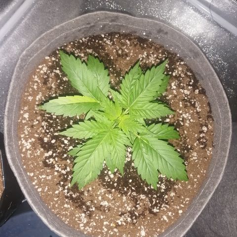OG1 growlog photo: Looking very steady with Humidity and Temperature 
