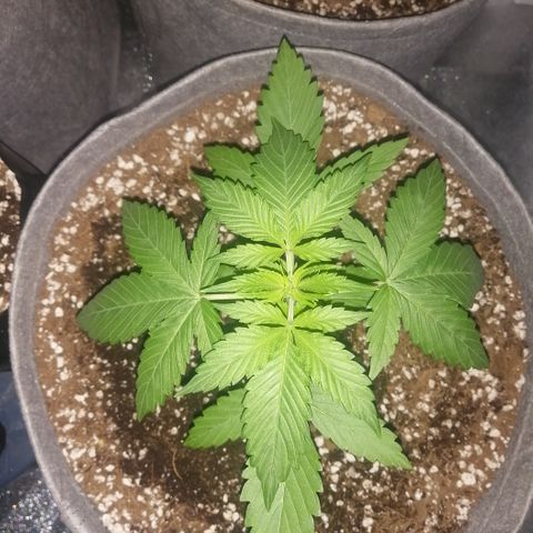 OG1 growlog photo: Looking very steady with Humidity and Temperature 