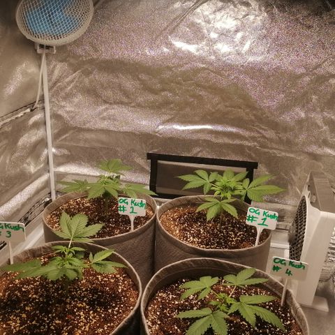 OG1 growlog timeline photo