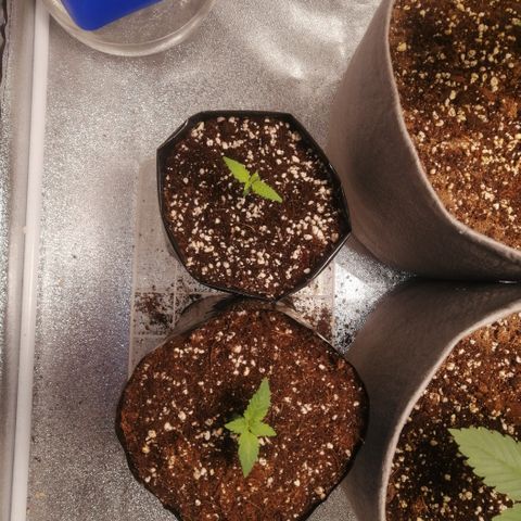 OG1 growlog timeline photo
