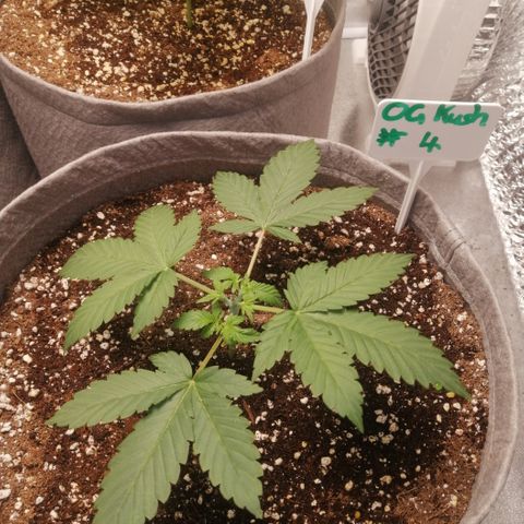 OG1 growlog timeline photo