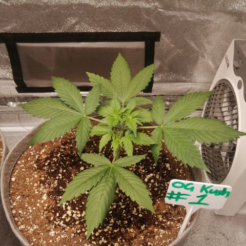 OG1 growlog timeline photo