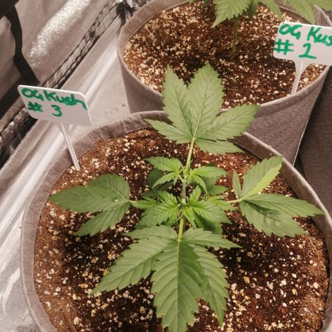 OG1 growlog timeline photo