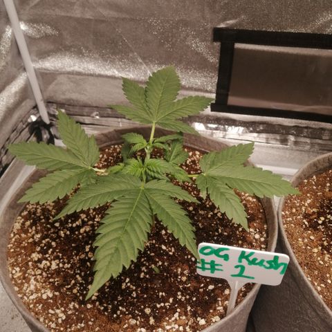 OG1 growlog timeline photo