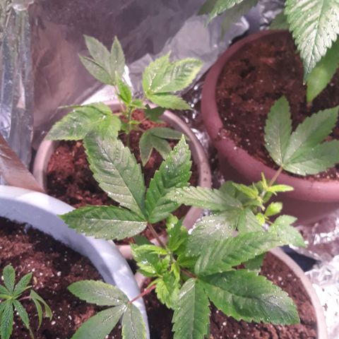 Unknown strain growlog timeline photo