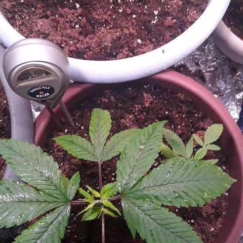 Unknown strain growlog timeline photo