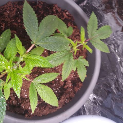 Unknown strain growlog timeline photo