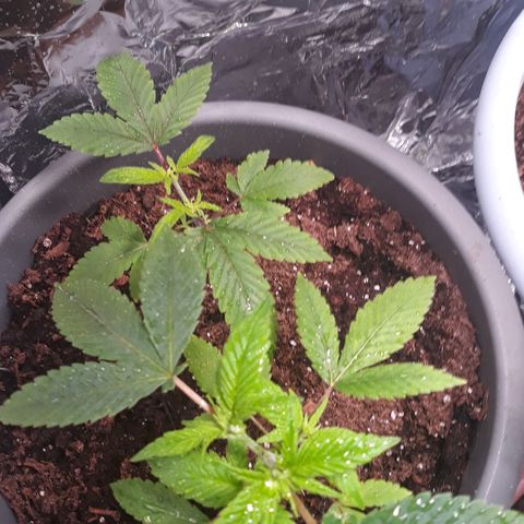 Unknown strain growlog timeline photo