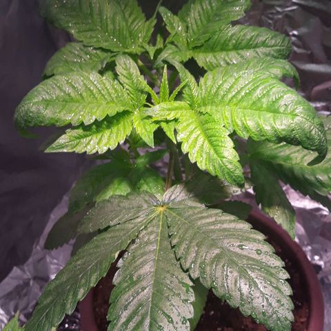 Unknown strain growlog timeline photo