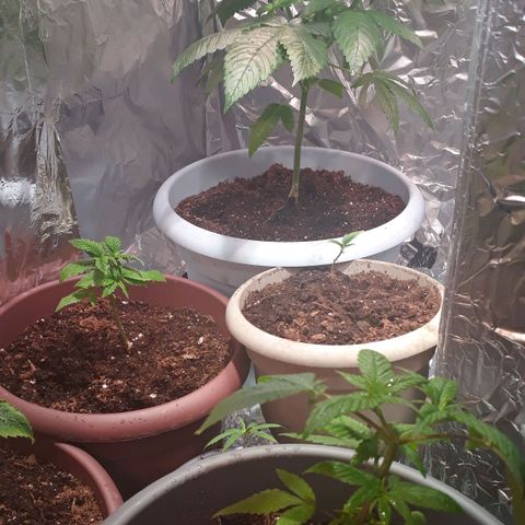 Unknown strain growlog timeline photo