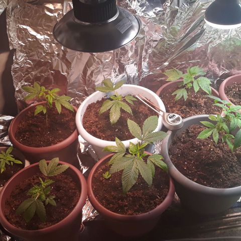 Unknown strain growlog timeline photo