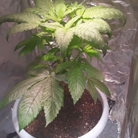 Unknown strain growlog timeline photo