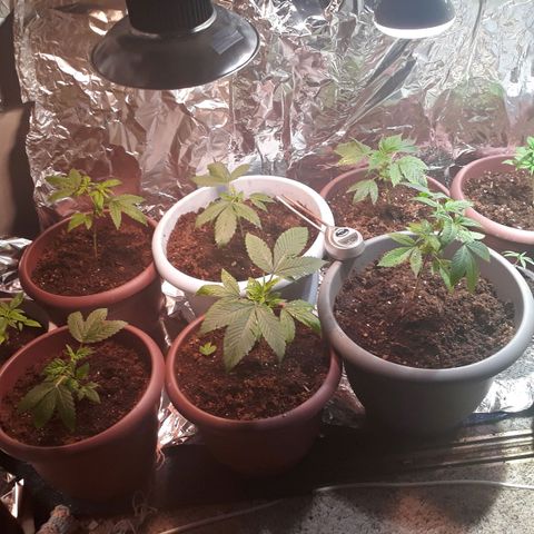 Unknown strain growlog timeline photo