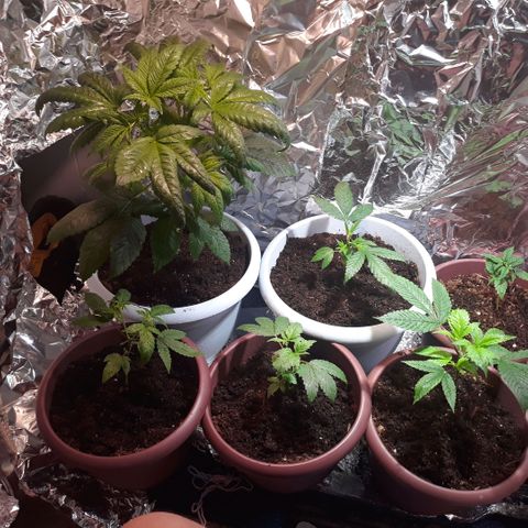 Unknown strain growlog timeline photo