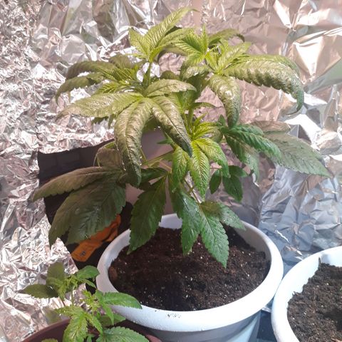 Unknown strain growlog timeline photo