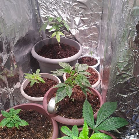 Unknown strain growlog timeline photo
