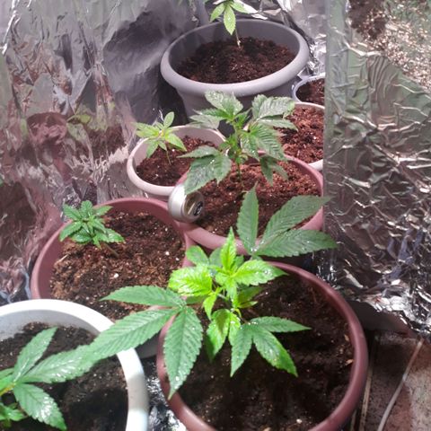Unknown strain growlog timeline photo