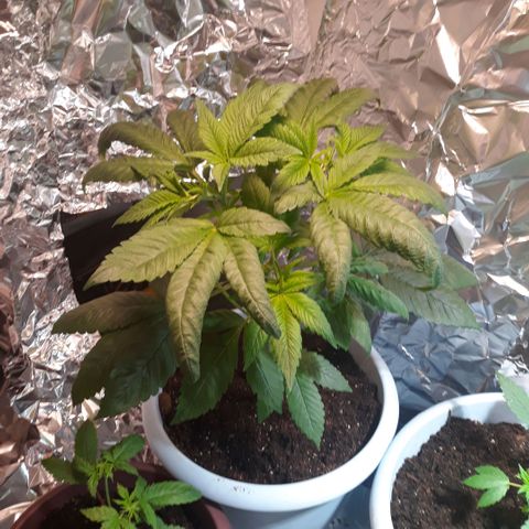 Unknown strain growlog timeline photo