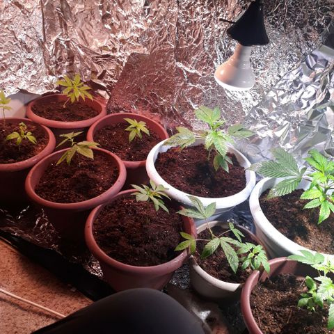 Unknown strain growlog photo: Transplant 
