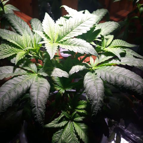 Unknown strain growlog timeline photo