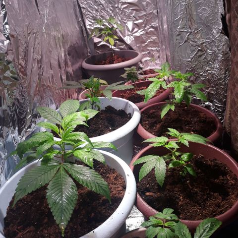 Unknown strain growlog photo: Transplant 