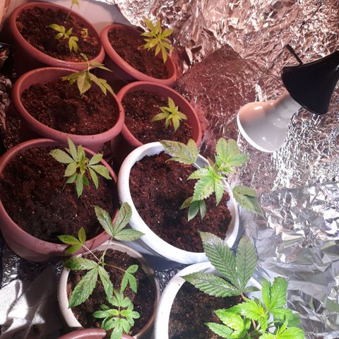 Unknown strain growlog photo: Transplant 