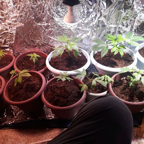 Unknown strain growlog photo: Transplant 