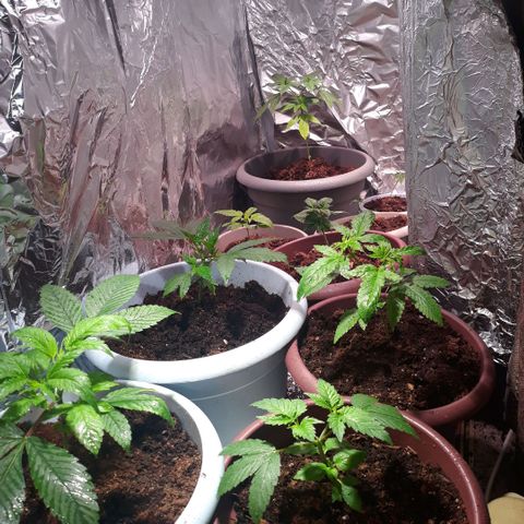 Unknown strain growlog photo: Transplant 