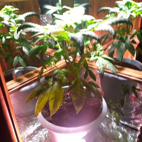Unknown strain growlog timeline photo