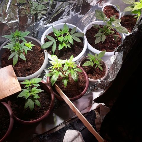 Unknown strain growlog photo: Pruning done 