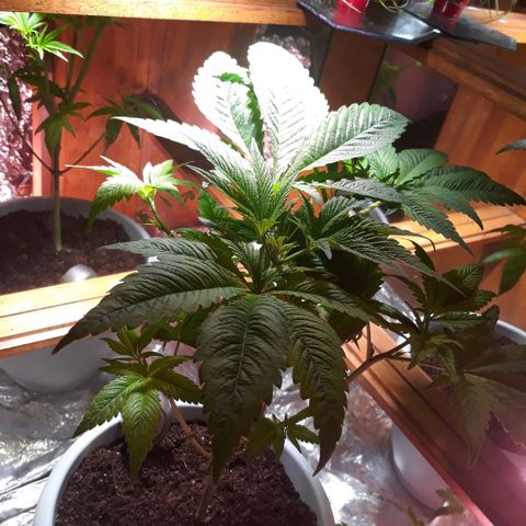 Unknown strain growlog photo: Pruning done 
