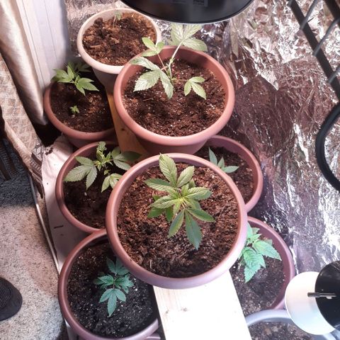 Unknown strain growlog photo: Pruning done 