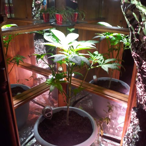 Unknown strain growlog photo: Pruning done 
