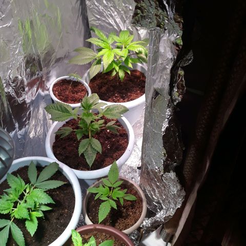 Unknown strain growlog photo: Pruning done 